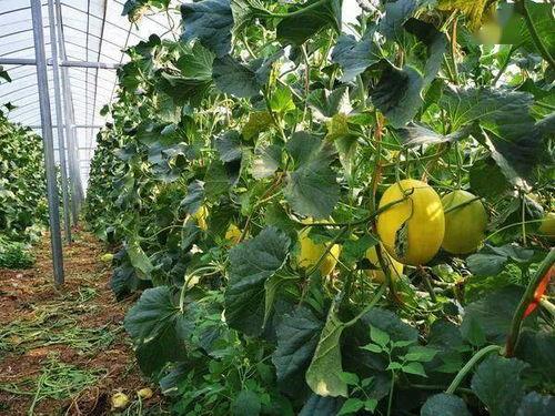 雪梨蜜瓜怎么吃,尽享夏日清新美味