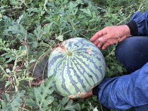 藤瓜可以吃吗,美味可口的天然食材，你了解多少？