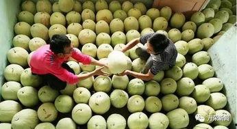 怀孕吃三白瓜,三白瓜助力健康孕育之旅