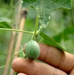 老头吃瓜连皮吃瓜视频,老头吃瓜新风尚