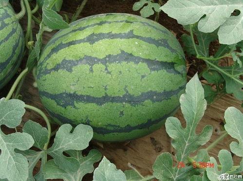 群众吃瓜不要菜