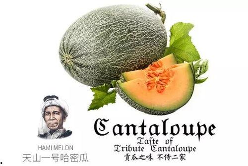 海南吃瓜仙女是谁呀,网络红人的崛起与影响力