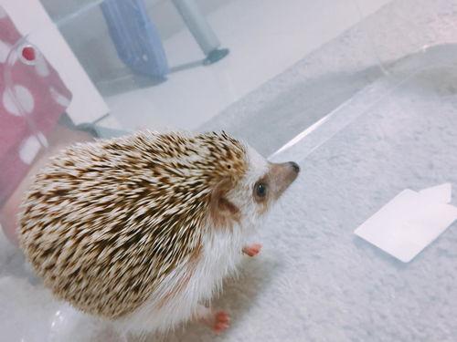 刺猬吃瓜郑州新闻