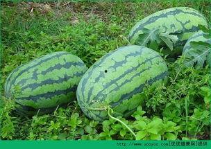 春季吃瓜坏处,小心这些健康风险