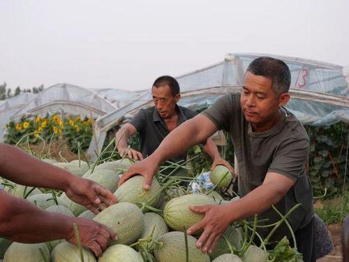 村里吃瓜惬意音乐,惬意音乐悠扬共鸣