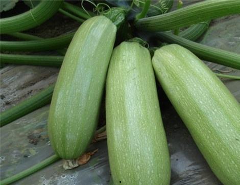 吃枯瓜好处,吃枯瓜的五大神奇好处