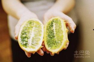 梦见吃刺角瓜,刺角瓜的奇幻之旅