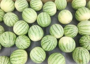 很想很想你现场吃瓜,揭秘“很想很想你”背后的故事