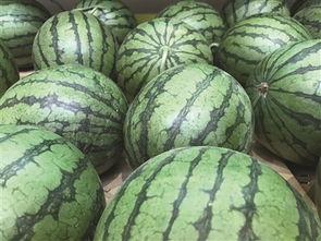 饭店吃的瓜头是什么瓜,揭秘神秘瓜种背后的故事