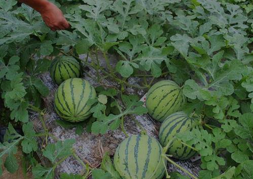 河南镇平吃瓜视频,一场别开生面的吃瓜盛宴