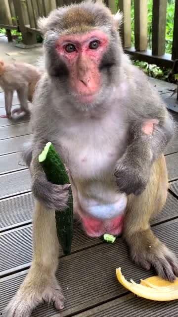一千只猴子吃瓜,一场猴界美食盛宴的奇幻之旅