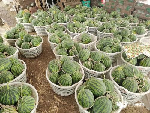 赏花吃瓜纳凉,四季休闲生活指南