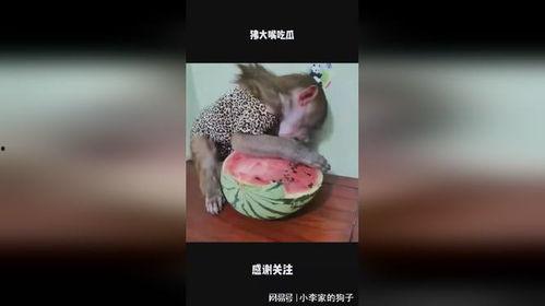 大嘴吃瓜相亲,一场别开生面的相亲盛宴