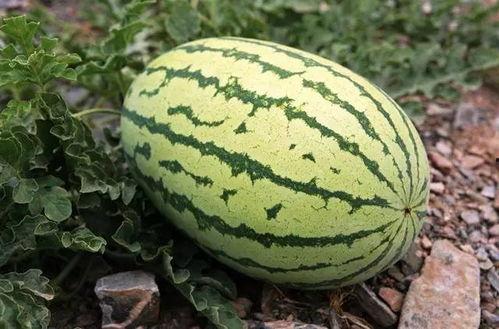 花了5块吃瓜,品味夏日清凉