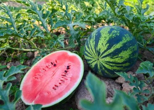 最新河南吃瓜,揭秘背后真相与热议焦点