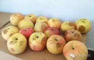 葫芦瓜整个吃,从藤蔓到餐桌的绿色营养之旅