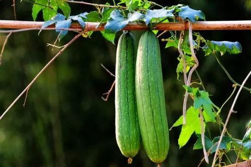 吃瓜三哥特,一场关于美食与生活的趣味之旅