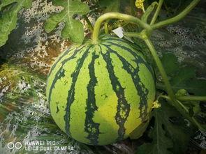 什么叫有个大瓜吃,那些让人瞠目结舌的“大瓜”事件