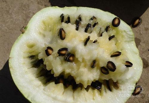 吃籽瓜流鼻血,揭秘流鼻血背后的秘密