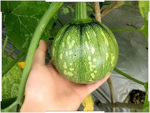 小祺吃瓜,揭秘娱乐圈那些不为人知的幕后故事