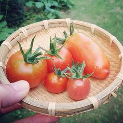 不如再去田里摘个瓜吃,不如再去田里摘个瓜，享受自然美味