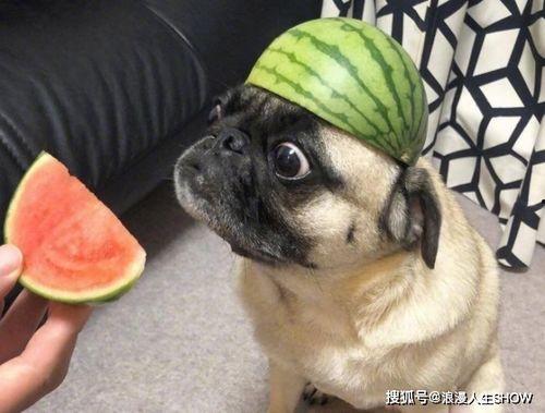 吃瓜郑爽表情包