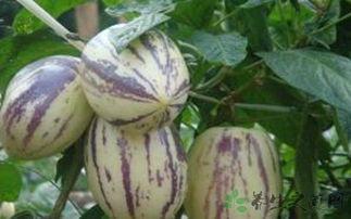 孩子吃茄瓜,孩子爱上茄瓜的秘诀