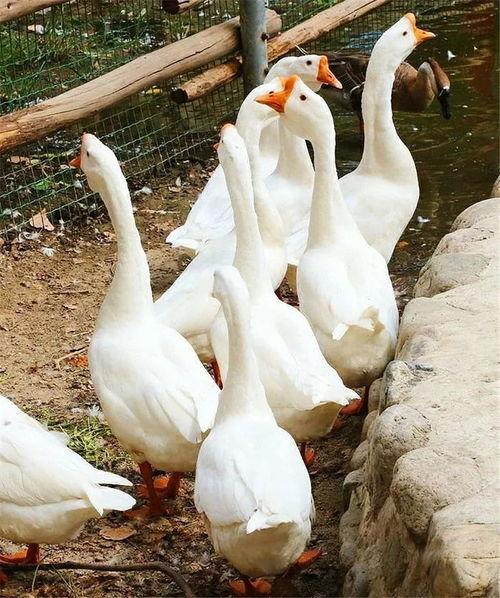 什么瓜适合喂鹅吃,适合喂鹅吃的瓜类盘点