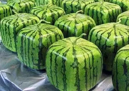 吃西瓜就是吃瓜的意思吗,就是吃瓜的夏日风情