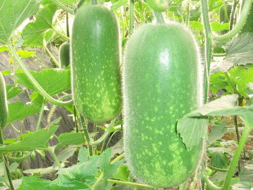 今日吃瓜必吃大瓜免费翰林府