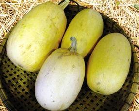 鱼翅瓜老了可以吃吗,鱼翅瓜老化后仍可食用的秘密解析