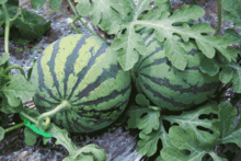 岗上吃瓜,夏日里的悠闲时光