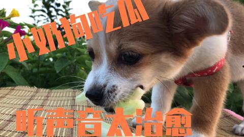 西安狗吃瓜,揭秘宠物界的趣味瞬间