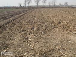 吃瓜不知栽瓜的苦,揭秘瓜农辛酸历程