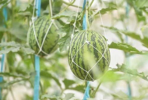 吃瓜今日最新,揭秘娱乐圈最新热点事件