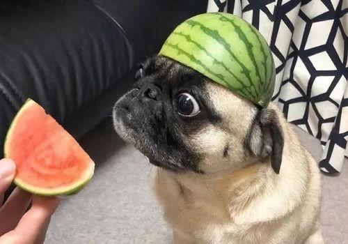 吃瓜奶奶表情包,揭秘网络时代的“瓜田”风云