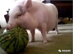 猪吃瓜玩偶,萌猪玩偶的欢乐时光