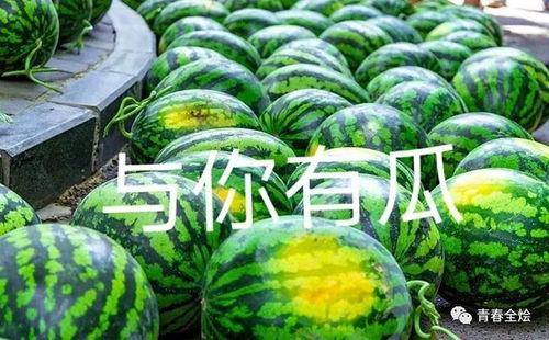 大学高校吃瓜,揭秘大学校园里的那些“吃瓜”故事