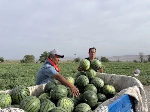 每天在吃瓜路上,揭秘娱乐圈新鲜事